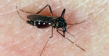 Dr. Trilar: "Tigrastega komarja lahko preženemo z rednim čiščenjem"
