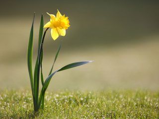 Komemoracija pri spomeniku na Belem polju