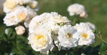 Ali ste vedeli: koliko vrtnic Ljubljana krasi naše mesto