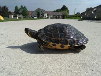 Kdaj je želva iz našega terarija lahko invazivna?