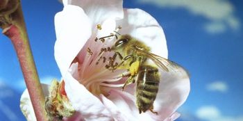 VIDEO: Terapevtski zvok slovenskih čebel