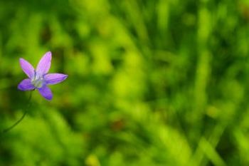TAI CHI SHIBASI (Gordana Kolarič)
