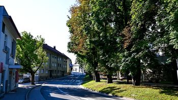 Na Rozmanovi ulici odstranili nevarno drevo