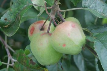 Kako sanirati škodo v sadovnjaku po toči?