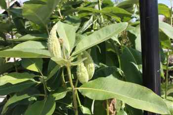 Sirska svilnica ali papagajka – okrasna rastlina, ki je na vrtu ne smemo imeti