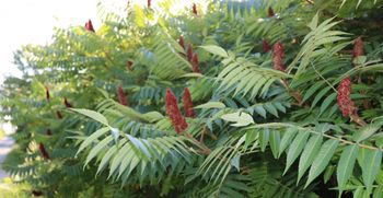 Pridružite se delavnici o pripravi in uporabi tujerodnih rastlin