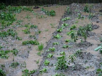 Posledice neurja v kmetijstvu in gozdarstvu Posledice neurja v kmetijstvu in gozdarstvu