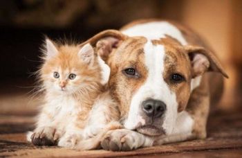 Subvencioniranje kastracije in sterilizacije mačkov in psov
