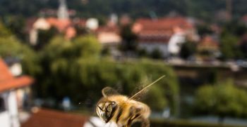 Trajni ukrep ETM: ozelenimo nadstrešnice (video)