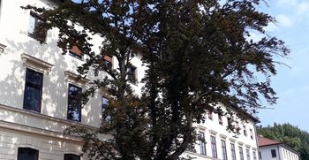 Urejamo za vas: bukev ob Tržaški cesti