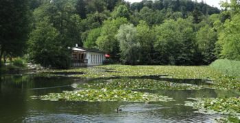 Košnja trstike na Tivolskem ribniku Košnja trstike na Tivolskem ribniku