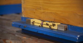 Ljubljanska čebelja družina se širi