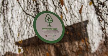 Izbrali smo drevo leta 2020