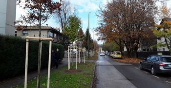 Letos okoli 600 novih dreves v Ljubljani Letos okoli 600 novih dreves v Ljubljani