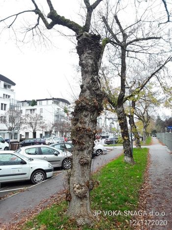 Urejamo za vas: poškodovana drevesa v Peričevi ulici bomo nadomestili z novimi Urejamo za vas: poškodovana drevesa v Peričevi ulici bomo nadomestili z novimi