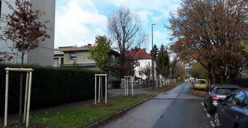 Ali ste vedeli: zakaj v Ljubljani sadimo predvsem listavce?