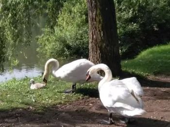 Obrežje Koseškega bajerja znova odprto Obrežje Koseškega bajerja znova odprto