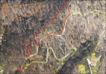 Urejamo za vas: sečnja na Golovcu