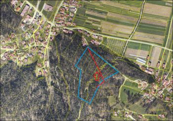 Obnova gozdne vlake na Golovcu