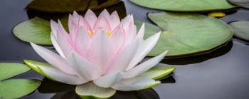 Čudežni bombažni tekstil