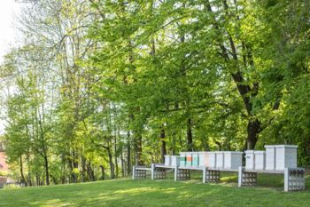 Nadaljujemo z akcijo Pokosili bomo, ko se bodo čebele najedle Nadaljujemo z akcijo Pokosili bomo, ko se bodo čebele najedle