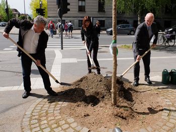 Novo drevo pred Filozofsko fakulteto