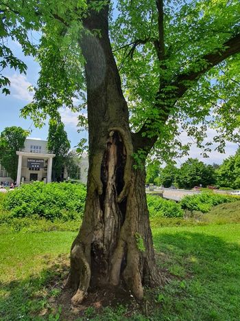 Urejamo za vas: javor pri Tivoliju