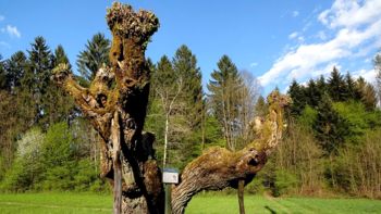 KS Žabja vas in njena znamenita vrba