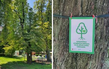 Urejamo za vas: oslabljen divji kostanj v Tivoliju