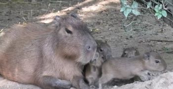 Video: Bobri in kapibare so dobili mladičke