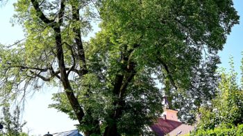 Zaradi odstranitve nevarnega drevesa bo zaprta Dilančeva