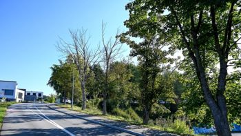 Vestno urejamo drevored pri OŠ Bršljin Vestno urejamo drevored pri OŠ Bršljin