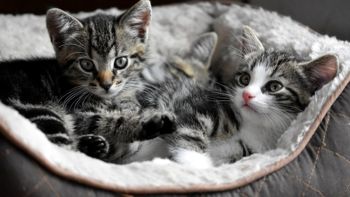 Pošli boni za sofinanciranje kastracije ali sterilizacije mačk Pošli boni za sofinanciranje kastracije ali sterilizacije mačk