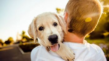 Obvezno letno cepljenje psov proti steklini