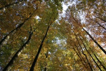 Vabilo na sprehod po obnovljeni gozdni učni poti v Radovljici