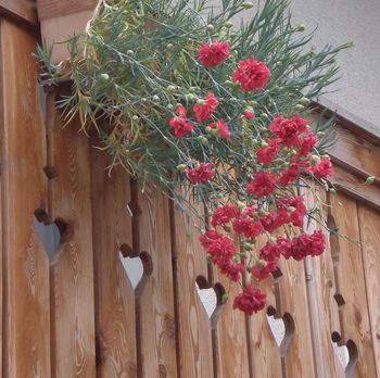 Ta lepi sejem, ta nageljnov sm'n ...