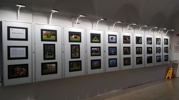 Fotografska razstava "Mundus animalis