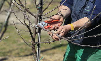 MAREC – OBREZOVANJE SADNEGA DREVJA IN ČISTILNA AKCIJA