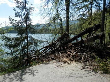 Odstranjevanje drevja iz jezera