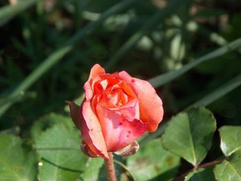 Rada bi bila Rada bi bila