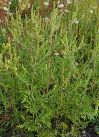 Razstava in terenski ogled - Invazivne rastlinske vrste v Občini Litija