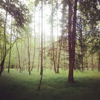 Vabljeni na predstavo Z lesom v svet