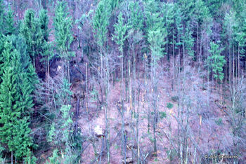 Gozdovi v Triglavskem narodnem parku