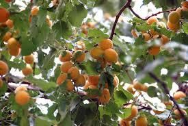 IZLET  V BUDANJE- BUDANJSKIM "ŠKATLARJEM"