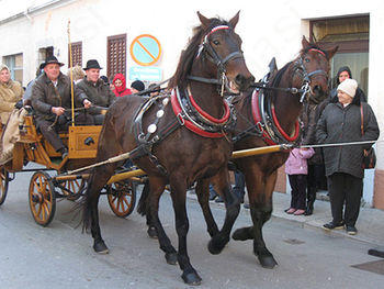 Tradicionalno žegnanje konj na Štefanovo v Vipavi