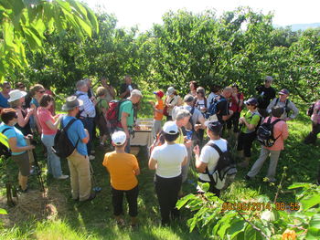 Festival češenj v Lokavcu