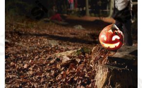 Noč čarovnic med krošnjami