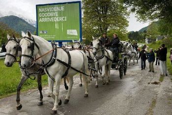 Prihod vprege lipicancev na Vrzdenec Prihod vprege lipicancev na Vrzdenec