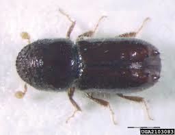 Lubadarji so največji sovražniki naših smrekovih gozdov