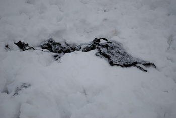 JAVNO OPOZORILO LASTNIKOM PSOV